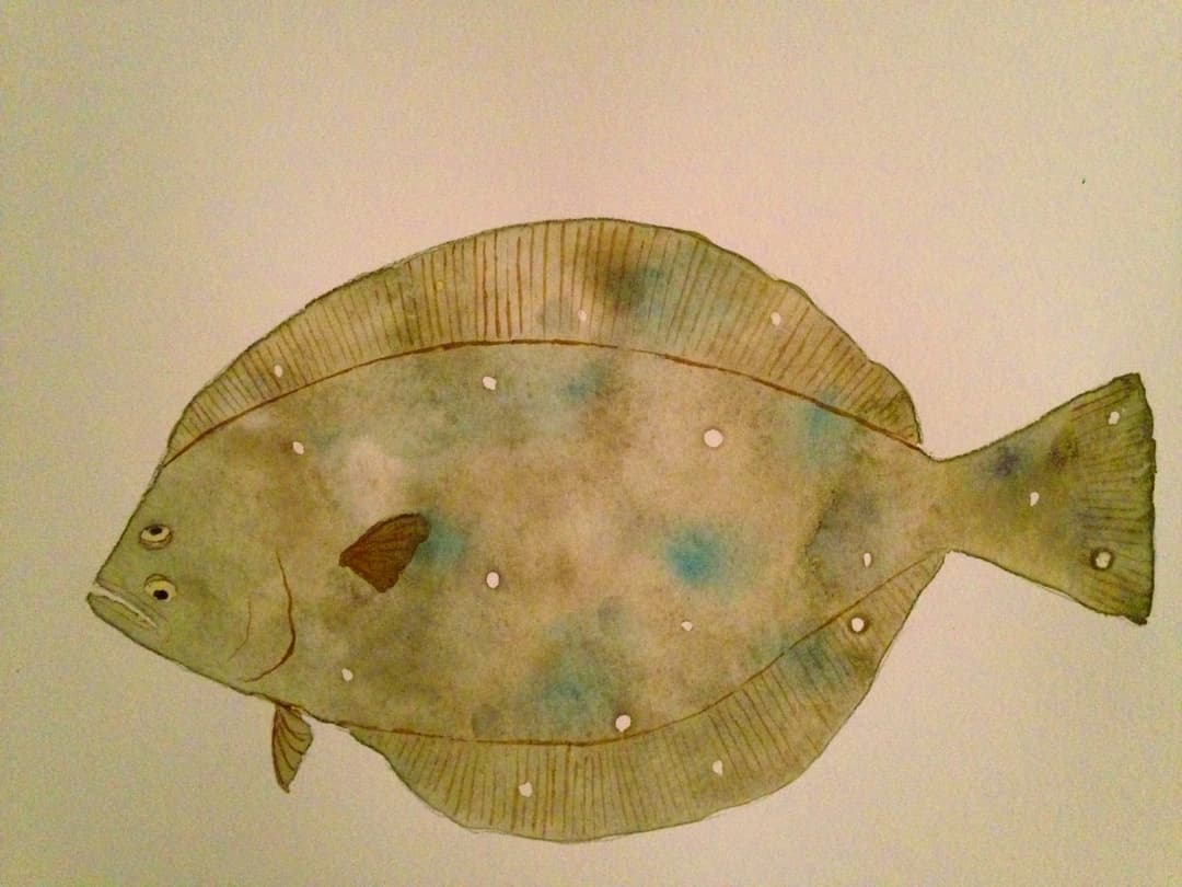 Flounder