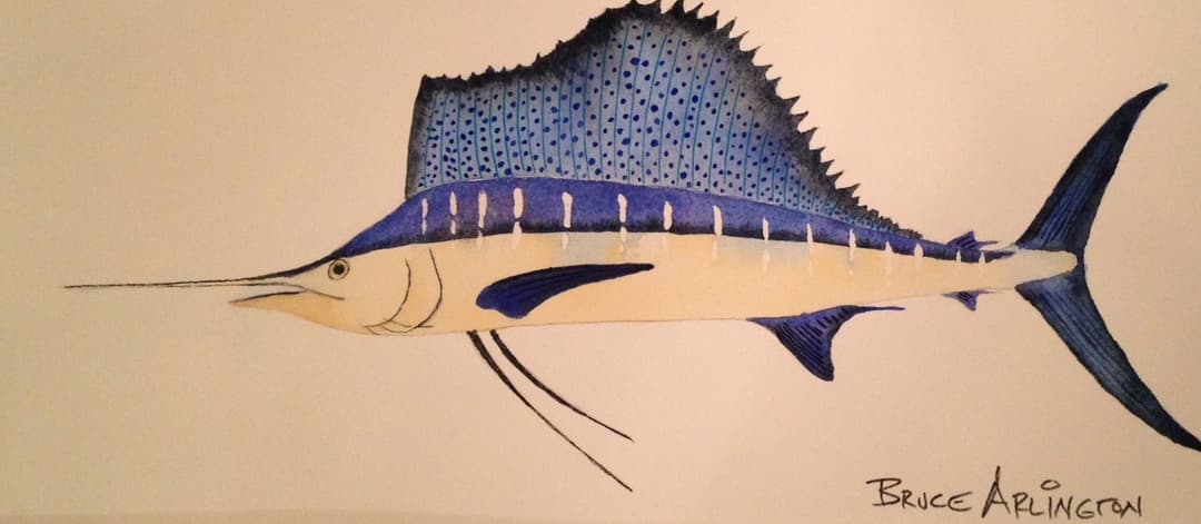 Sailfish