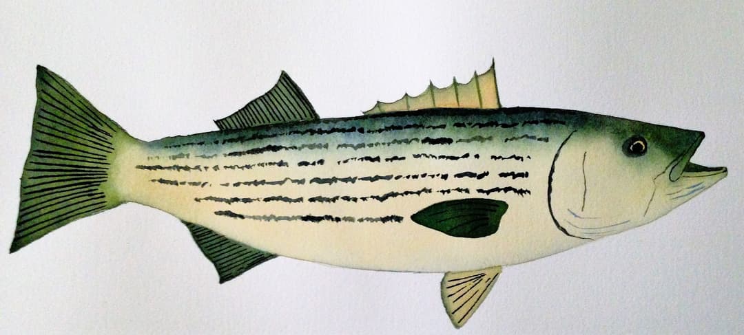 Striped Bass