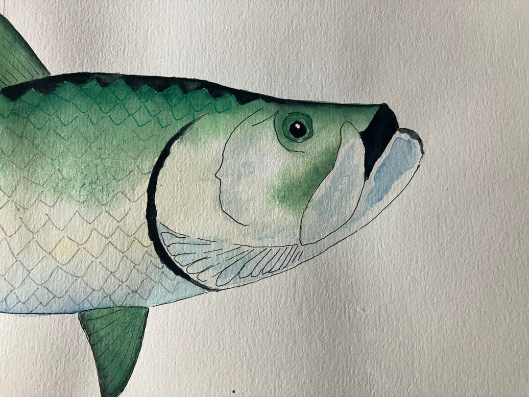 Tarpon